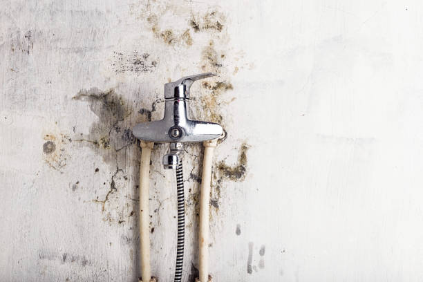 Best Post-Flood Mold Remediation in Gretna, LA