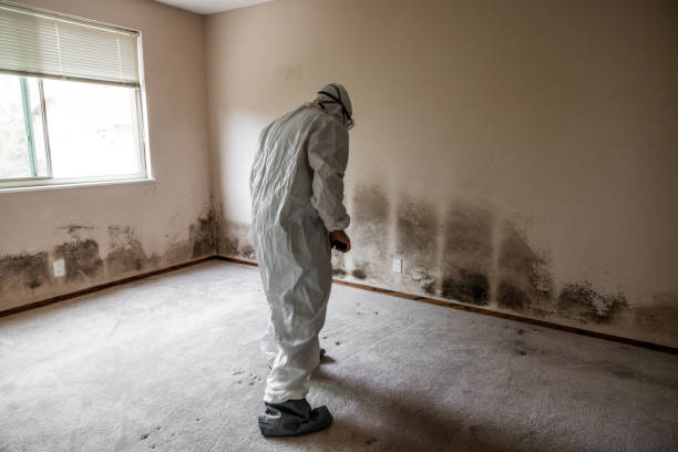 Best HVAC Mold Remediation in Gretna, LA